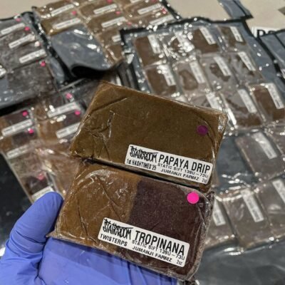 StaticRoom PaPaYa Drip Static Sift 139u - 73u 1st HashTimes'25 Jumanji Farmz & StaticRoom Tropinana Static Sift 139u - 73u Twisterps Jumanji Farmz 2oz